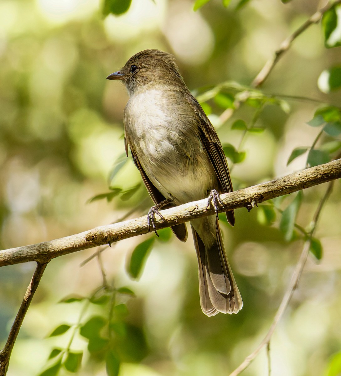 Caribbean Elaenia - ML652938833