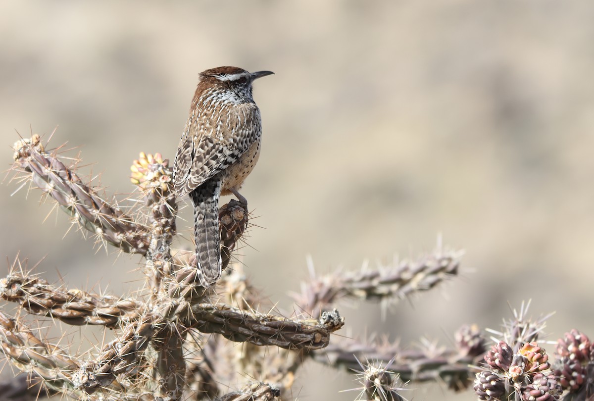 Cactus Wren - ML652938842