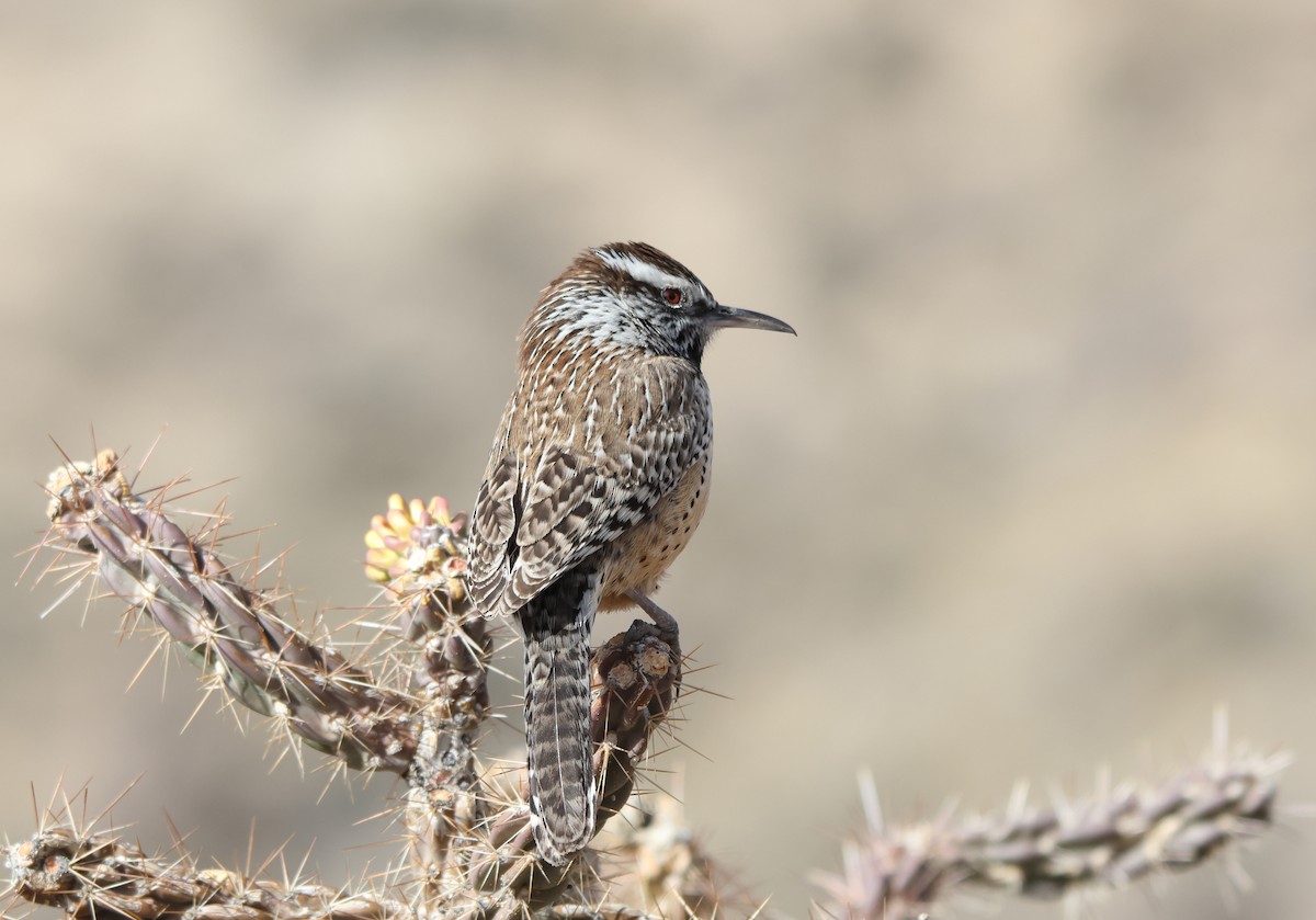 Cactus Wren - ML652938854