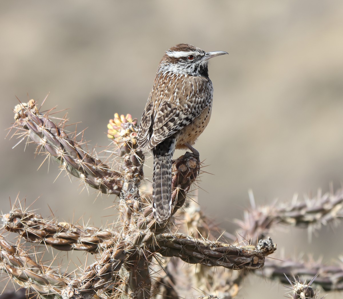 Cactus Wren - ML652938865