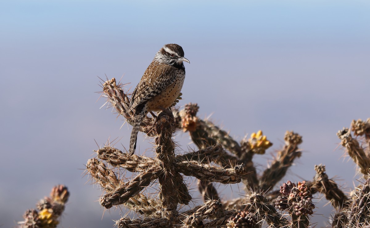 Cactus Wren - ML652938879