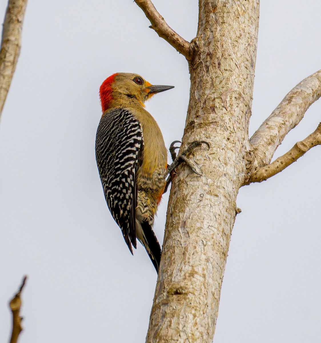 Yucatan Woodpecker - ML652938966