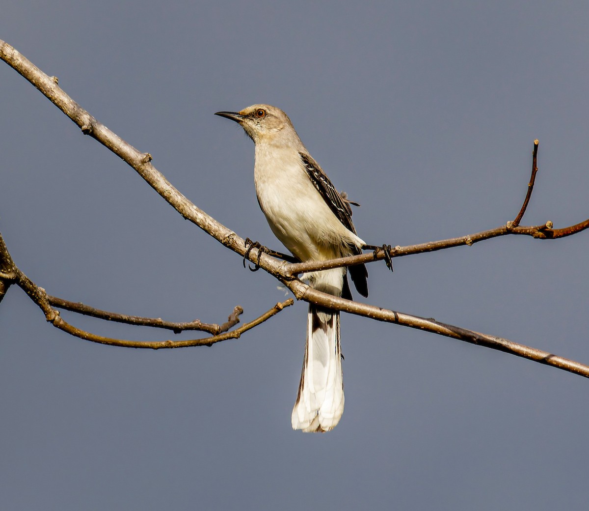 Tropical Mockingbird - ML652938973