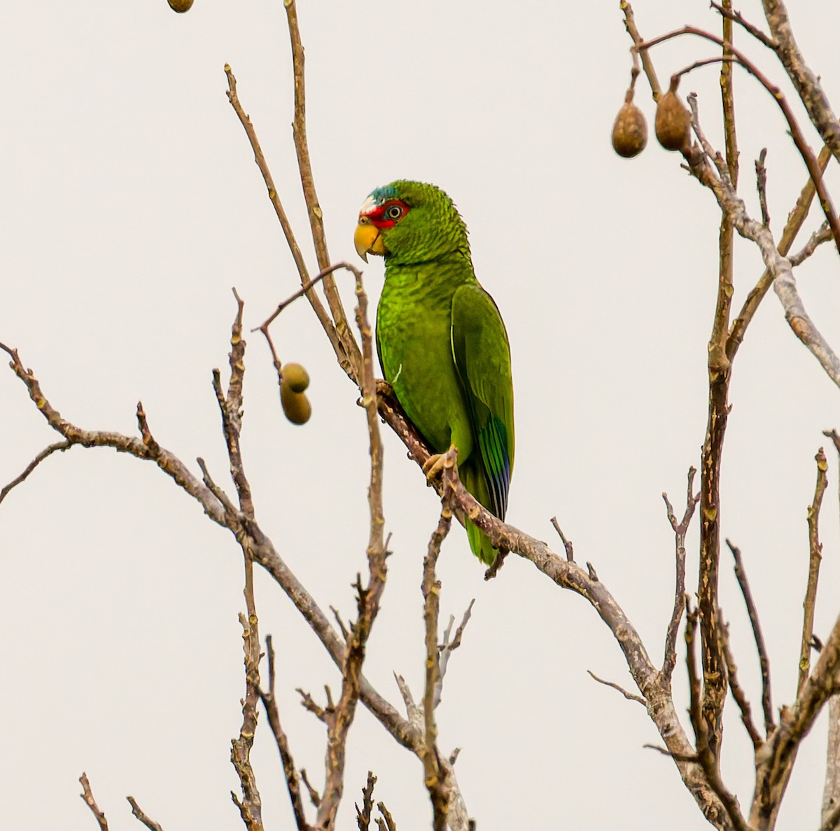 White-fronted Amazon - ML652938996