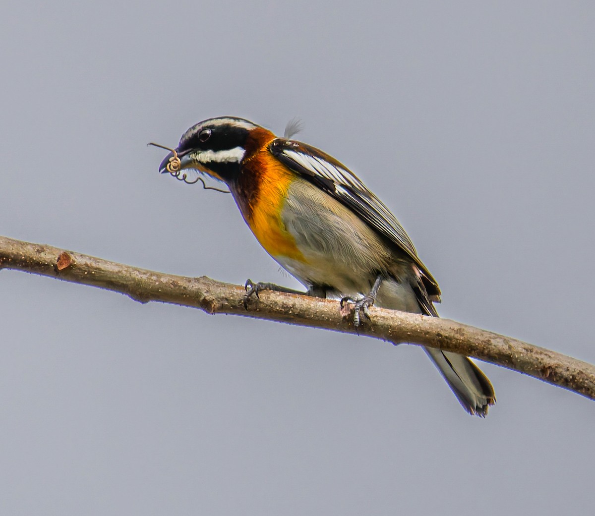 Western Spindalis - ML652939003