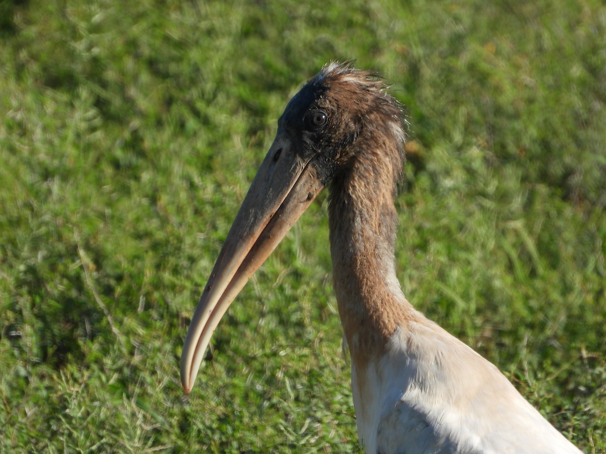 Wood Stork - ML652939016