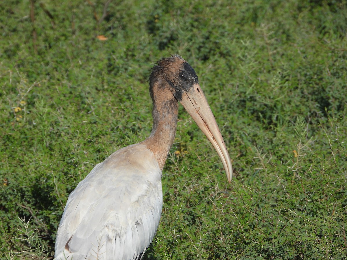 Wood Stork - ML652939017