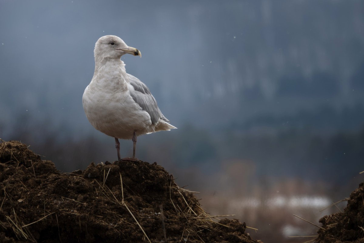 Glaucous-winged Gull - ML652939022