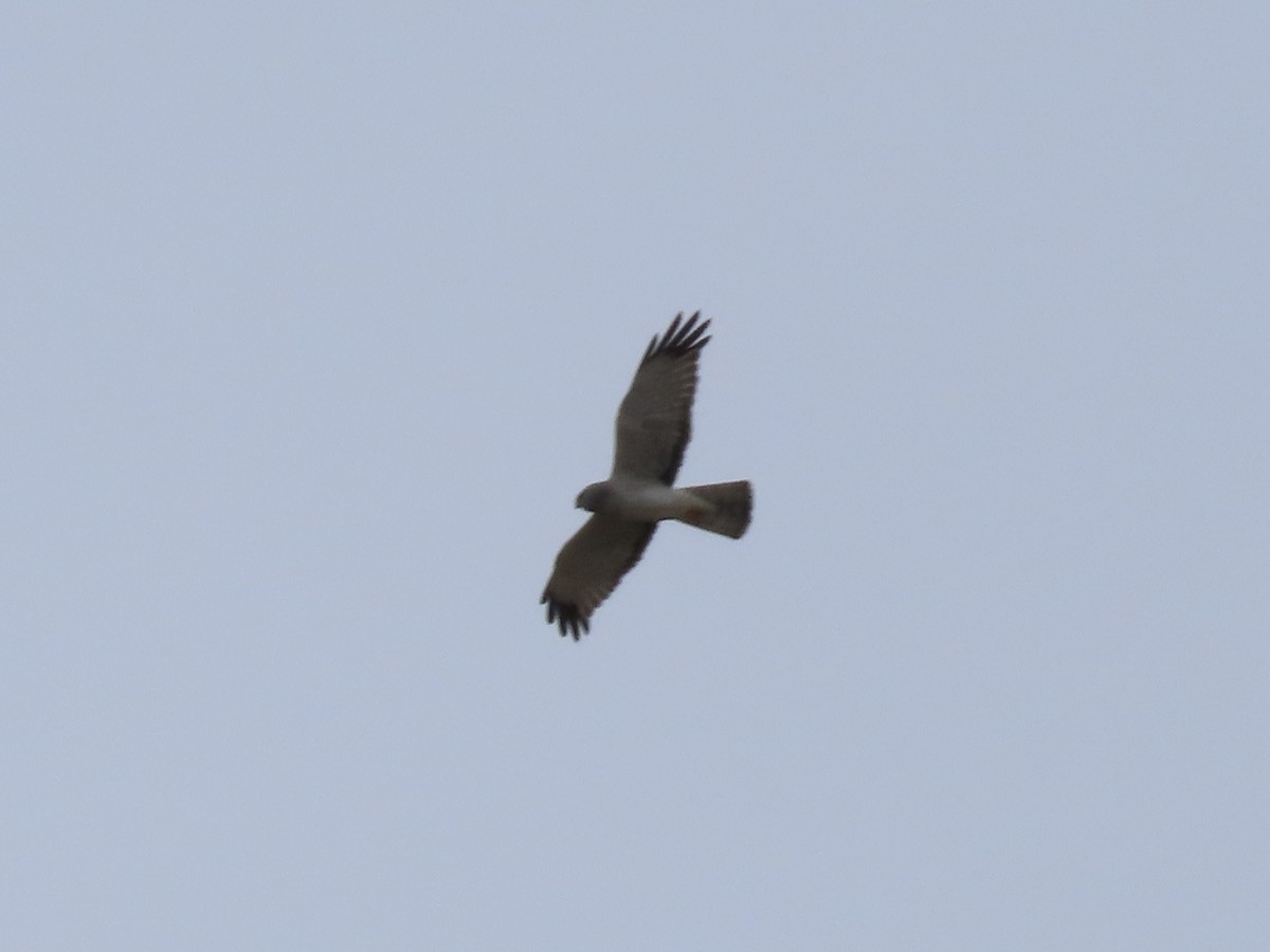 Northern Harrier - ML652939077