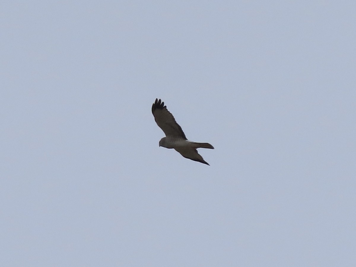 Northern Harrier - ML652939079