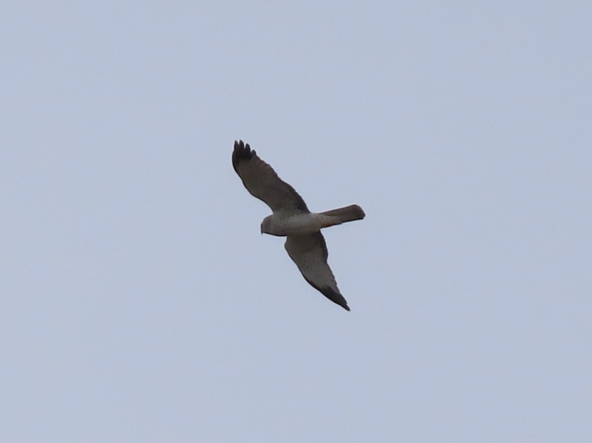 Northern Harrier - ML652939080