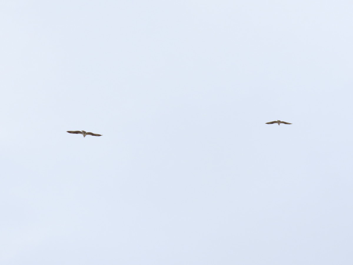 Osprey - ML652939085