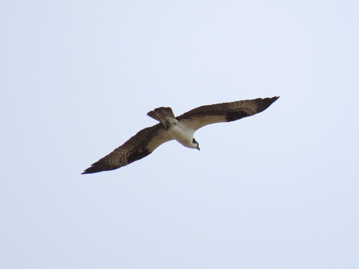 Osprey - ML652939087