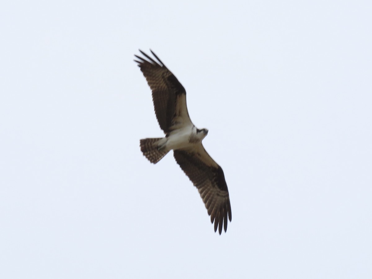 Osprey - ML652939093