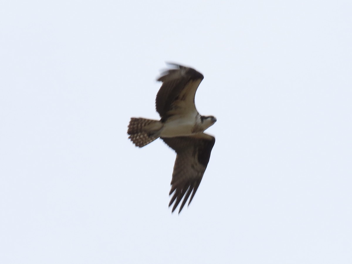 Osprey - ML652939105