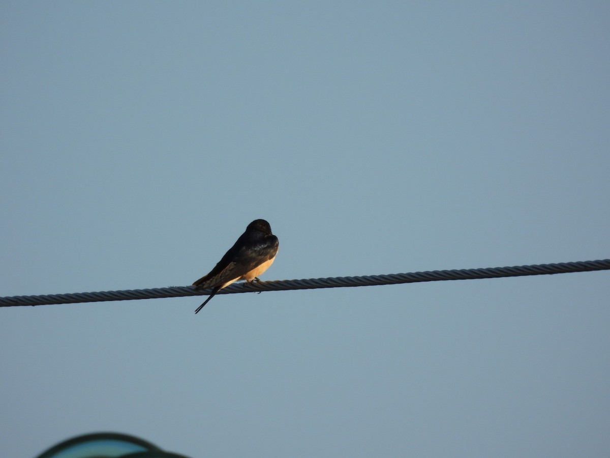 家燕 - ML652939210