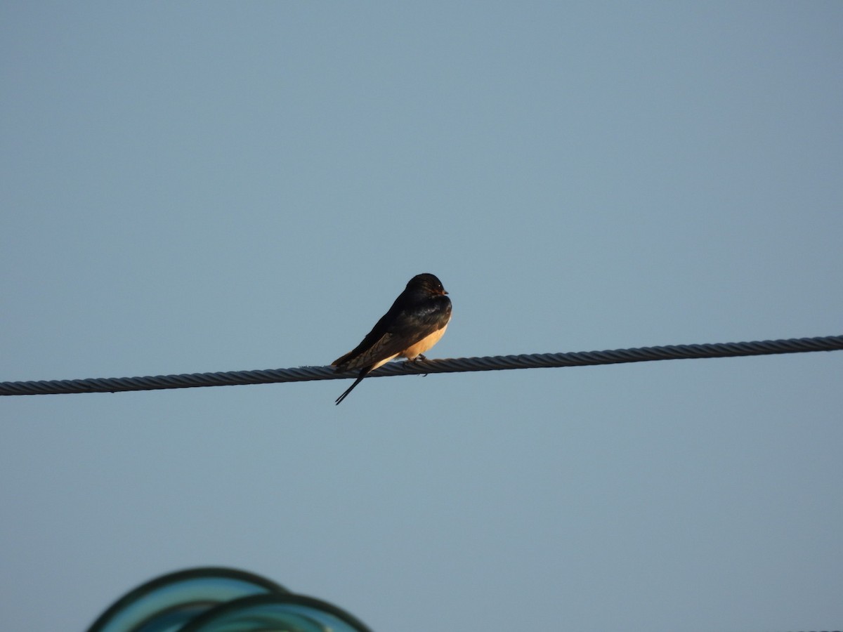 家燕 - ML652939211