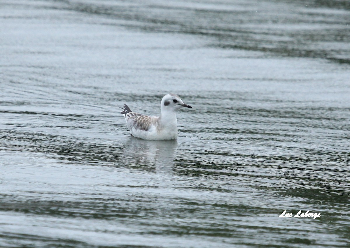 Bonaparte's Gull - Luc Laberge