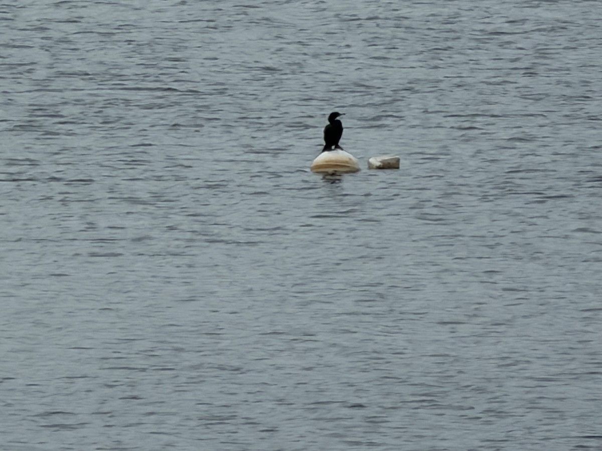 ミミヒメウ - ML652939511