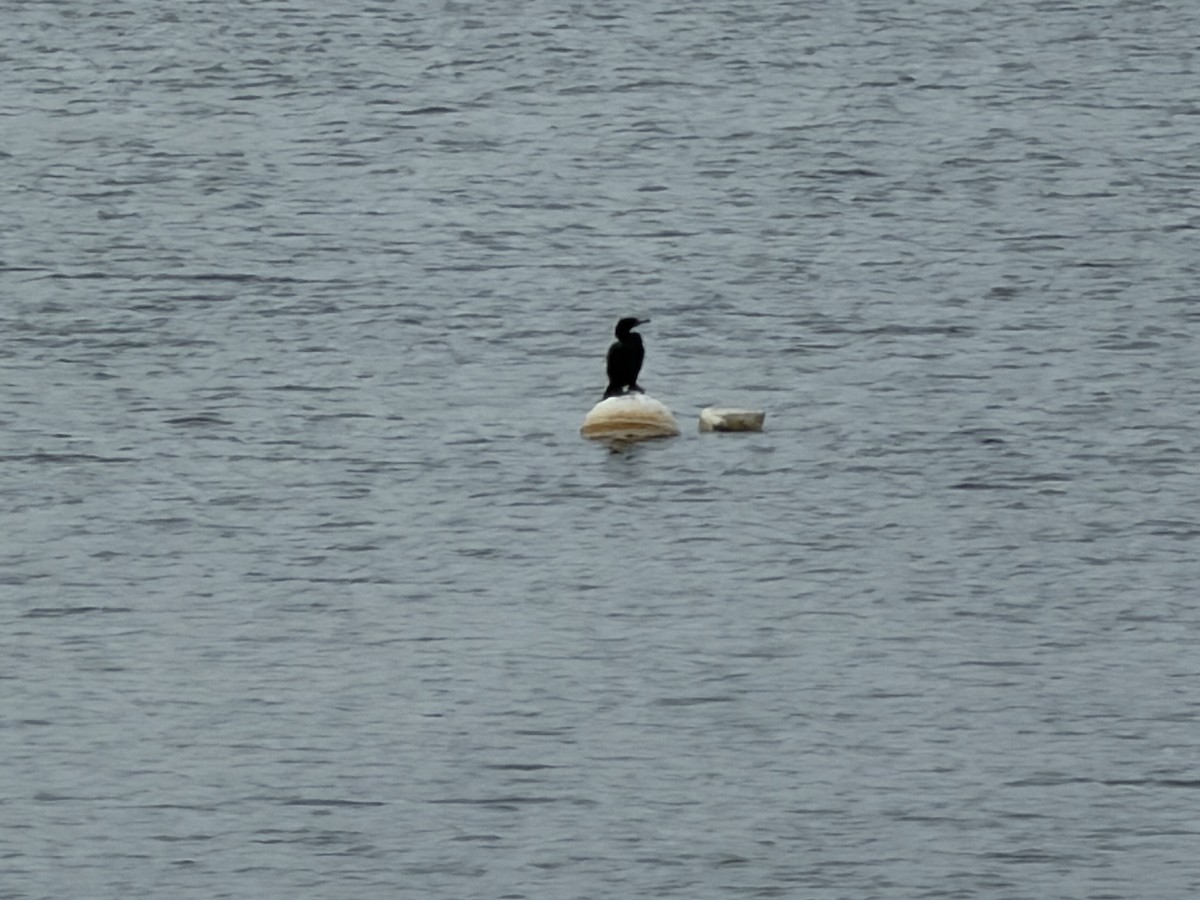 ミミヒメウ - ML652939512