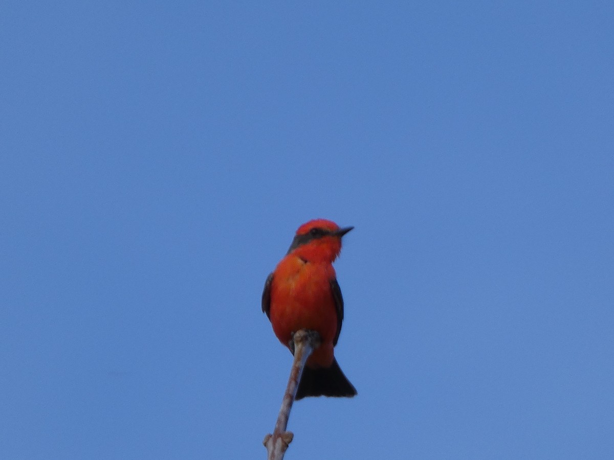 Vermilion Flycatcher - ML652939615