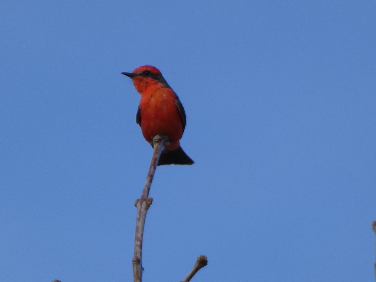 Vermilion Flycatcher - ML652939616