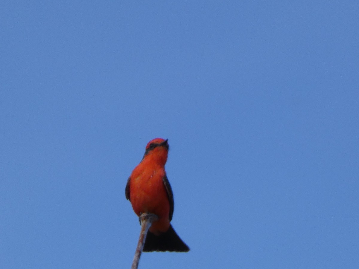 Vermilion Flycatcher - ML652939617