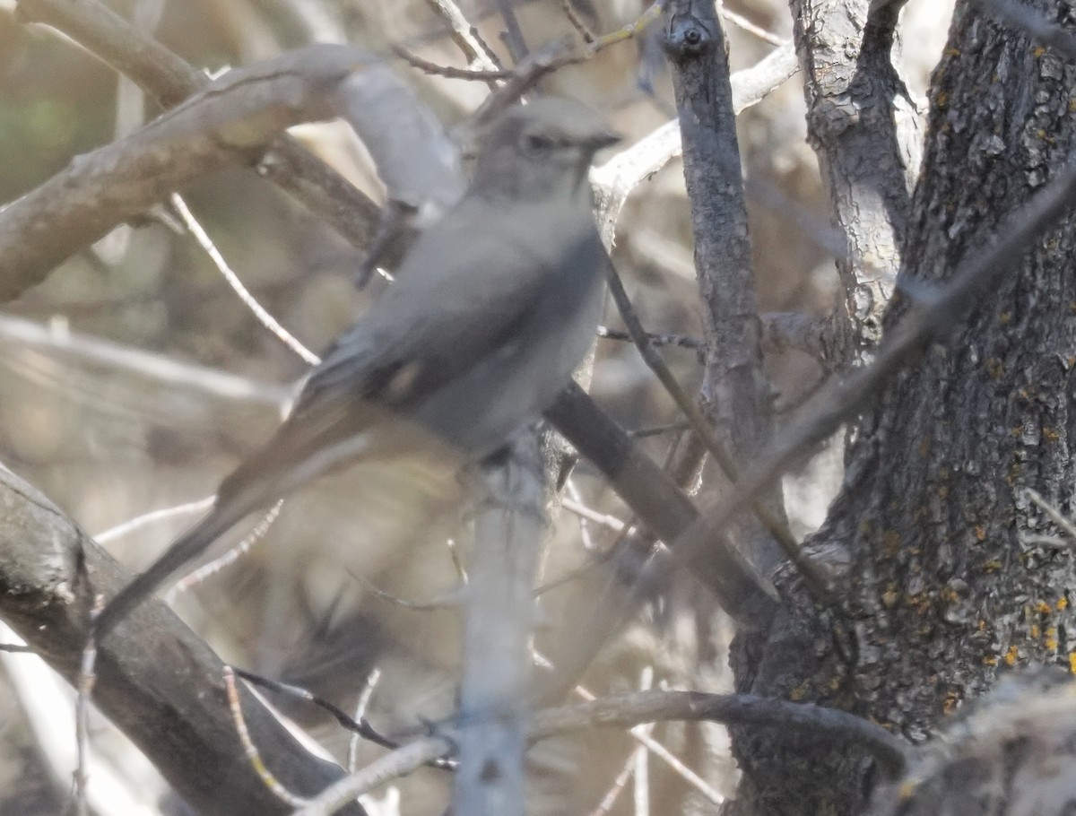 Townsend's Solitaire - ML652939923