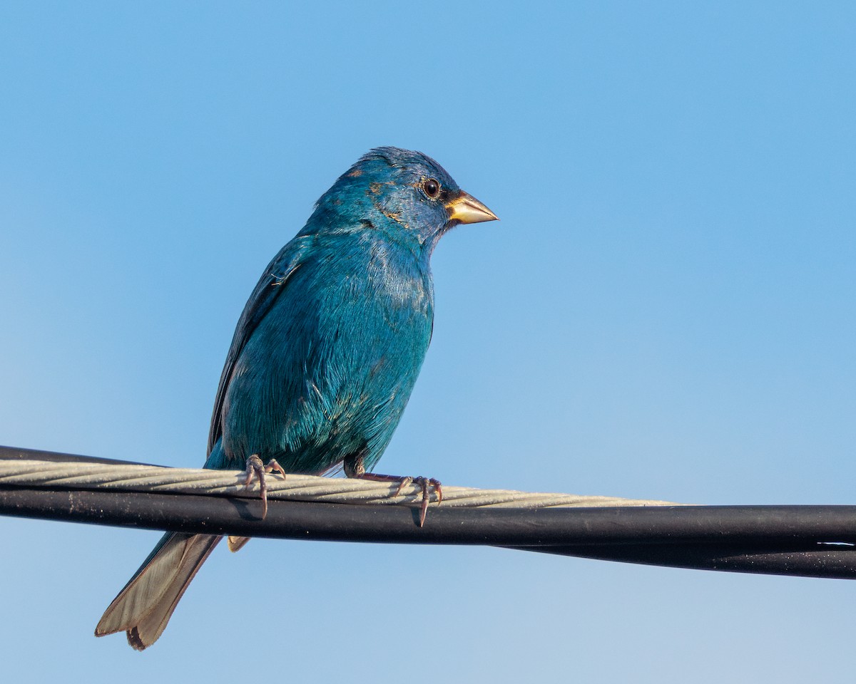Indigo Bunting - ML652939977