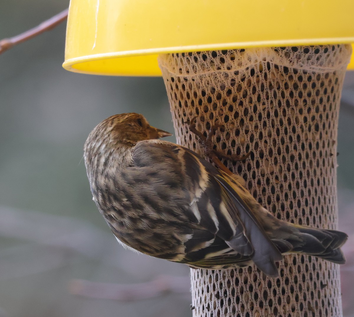 Pine Siskin - ML652940576