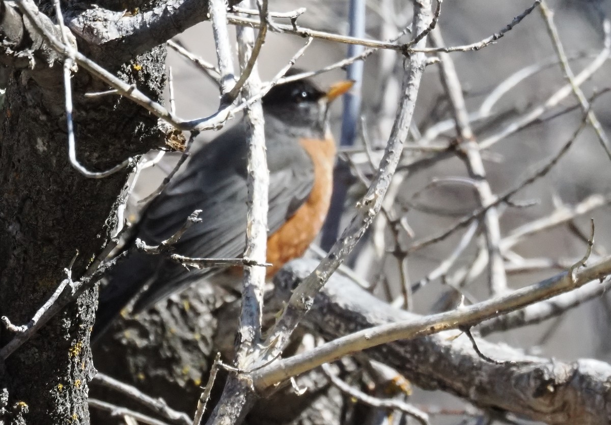 American Robin - ML652940613
