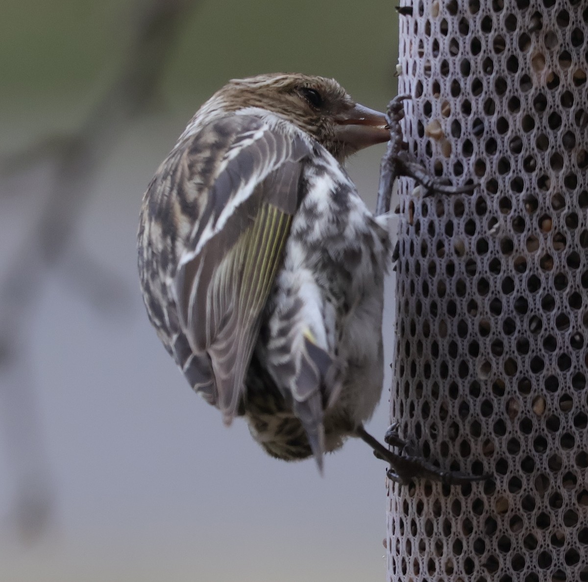 Pine Siskin - ML652940647