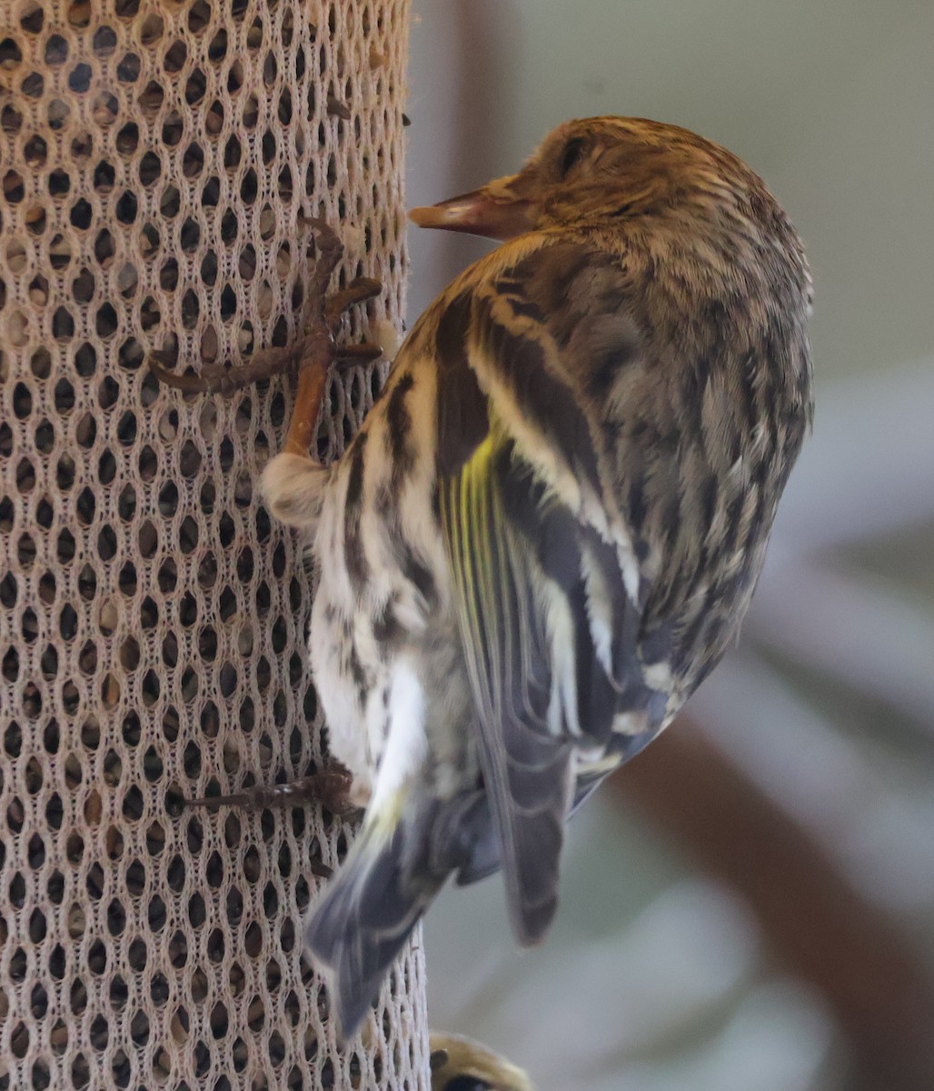 Pine Siskin - ML652940650
