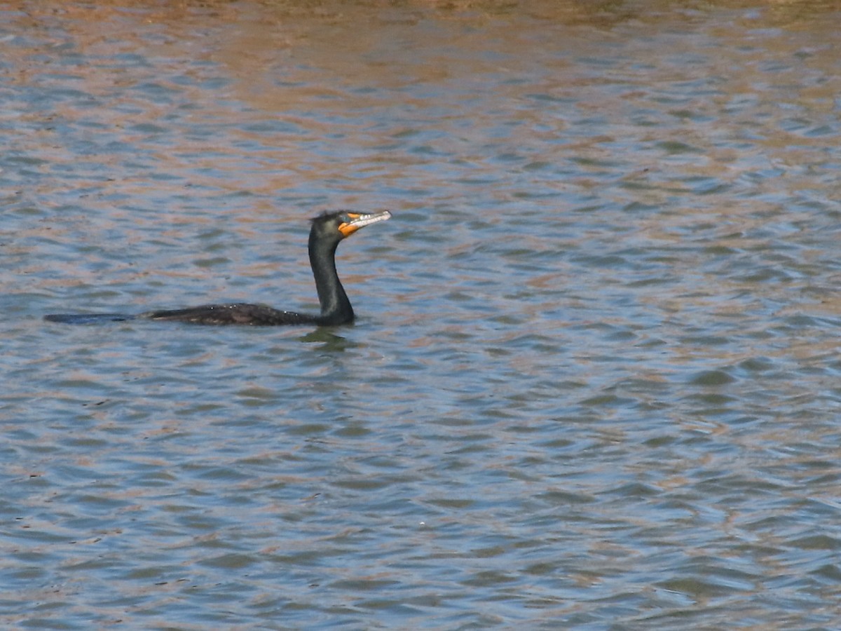 Double-crested Cormorant - ML652940772