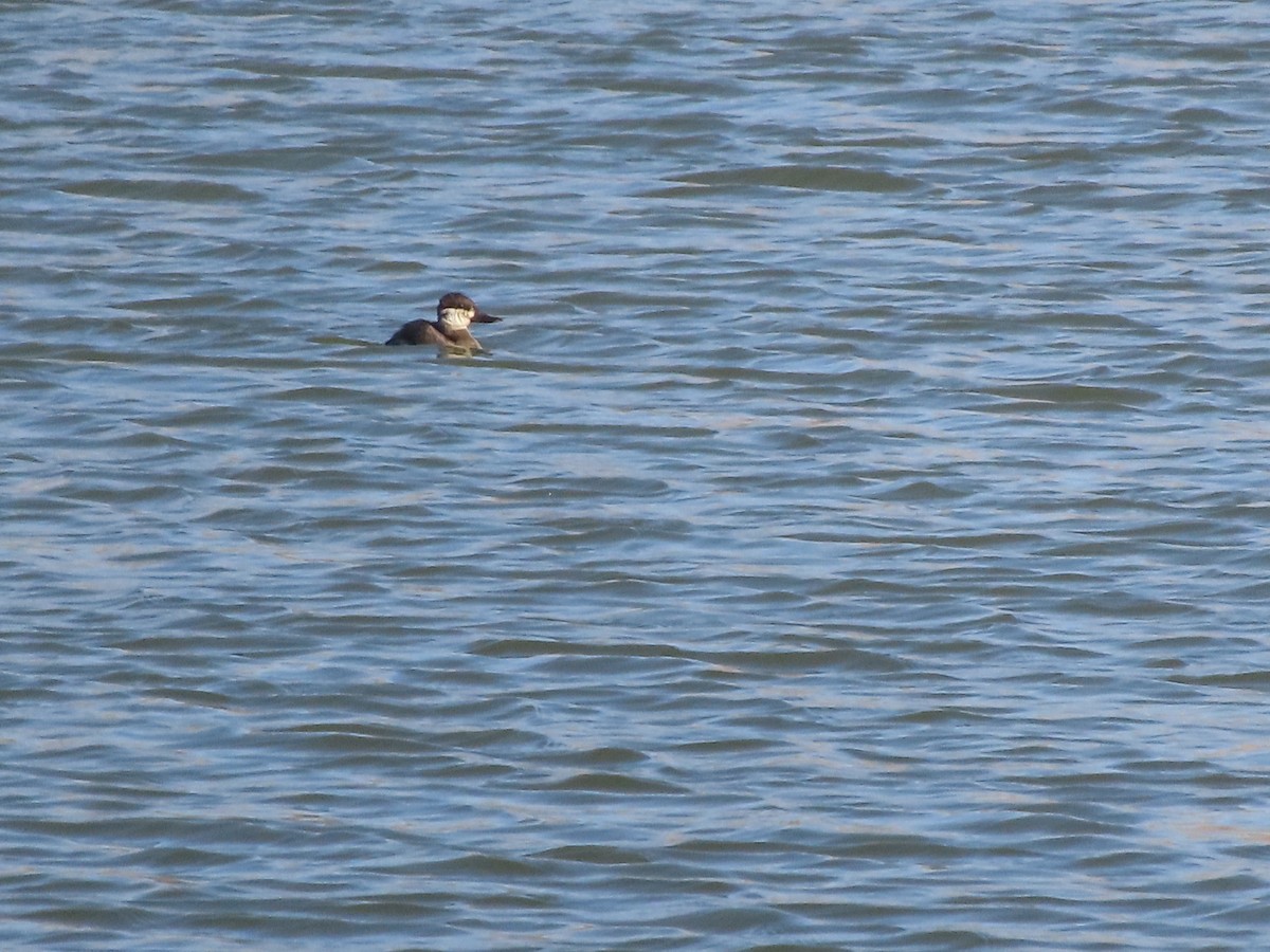 Ruddy Duck - ML652940809