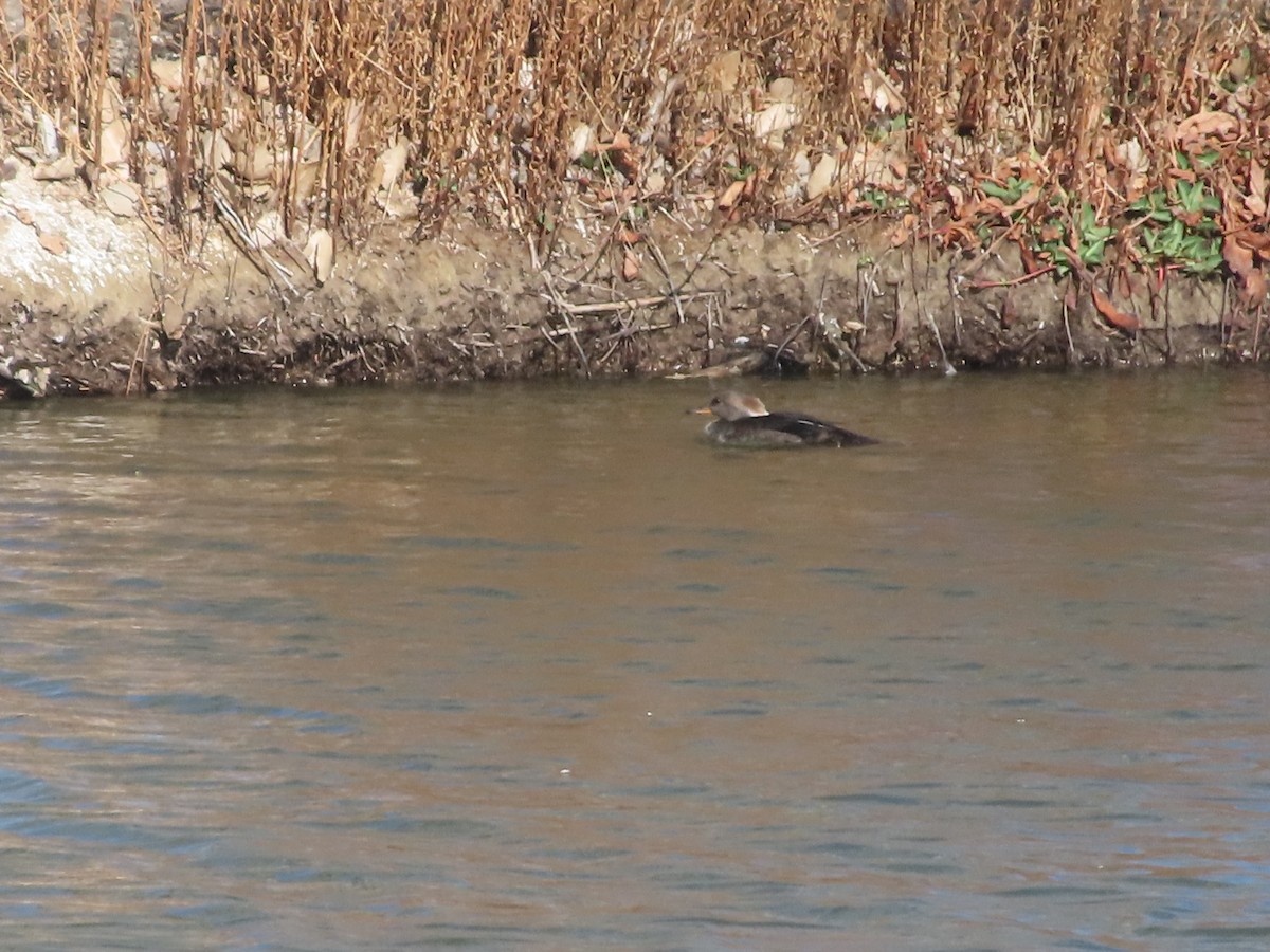 Hooded Merganser - ML652940832