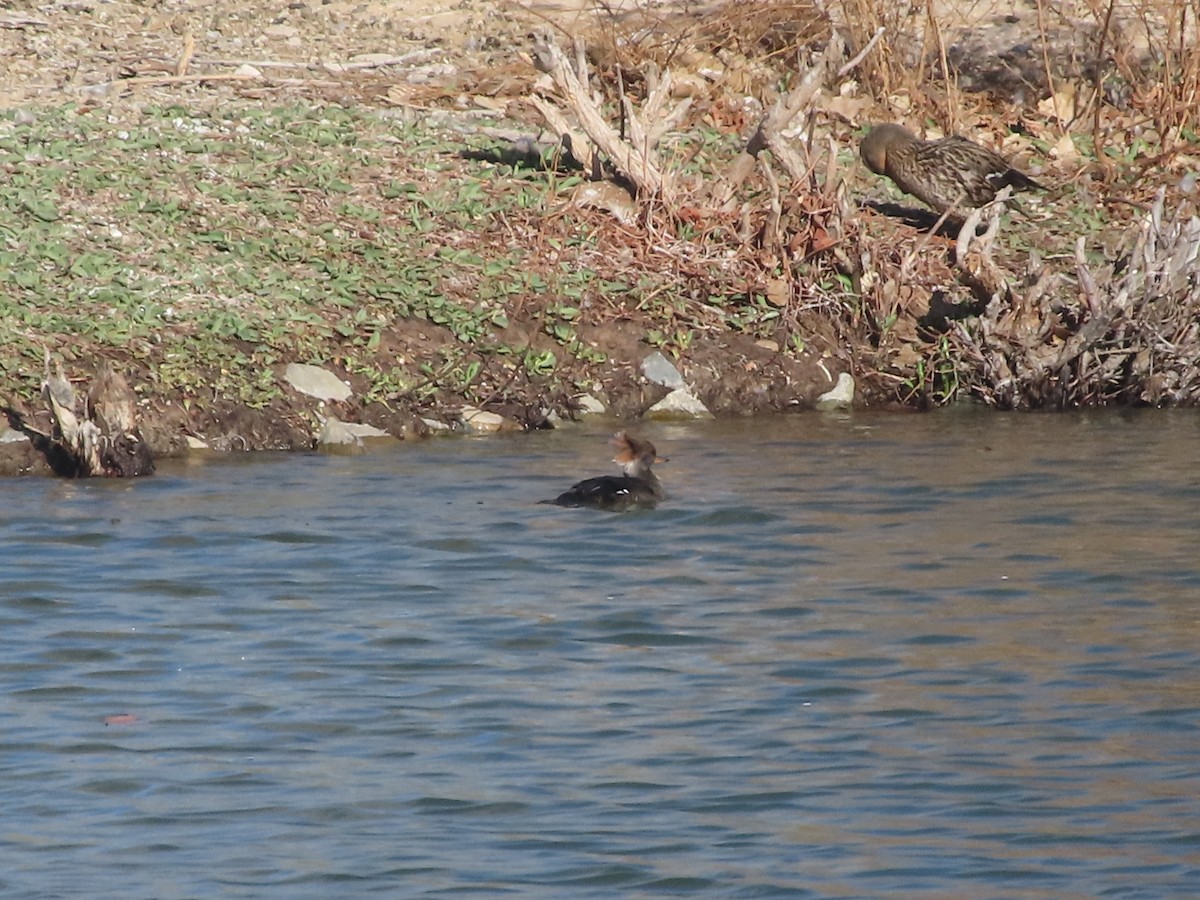 Hooded Merganser - ML652940834