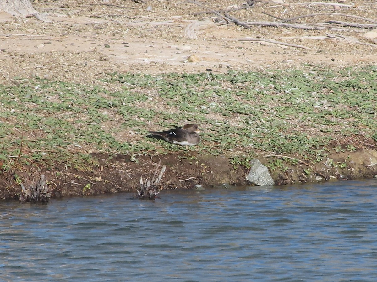Hooded Merganser - ML652940835