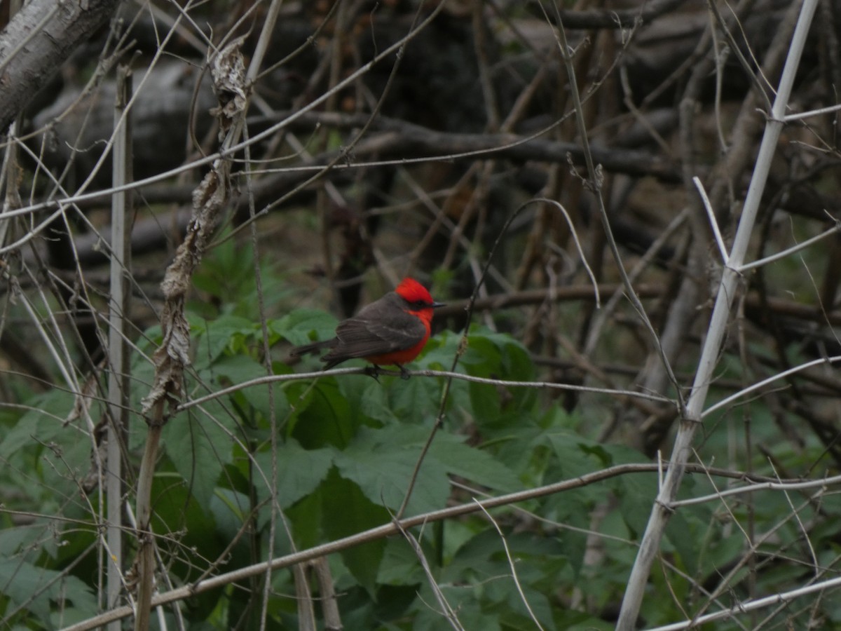 Vermilion Flycatcher - ML652940922