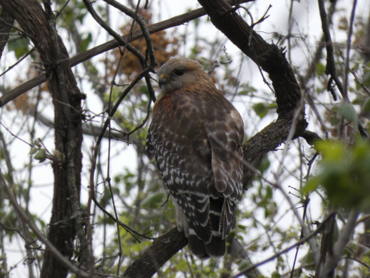 Red-shouldered Hawk - ML652940931