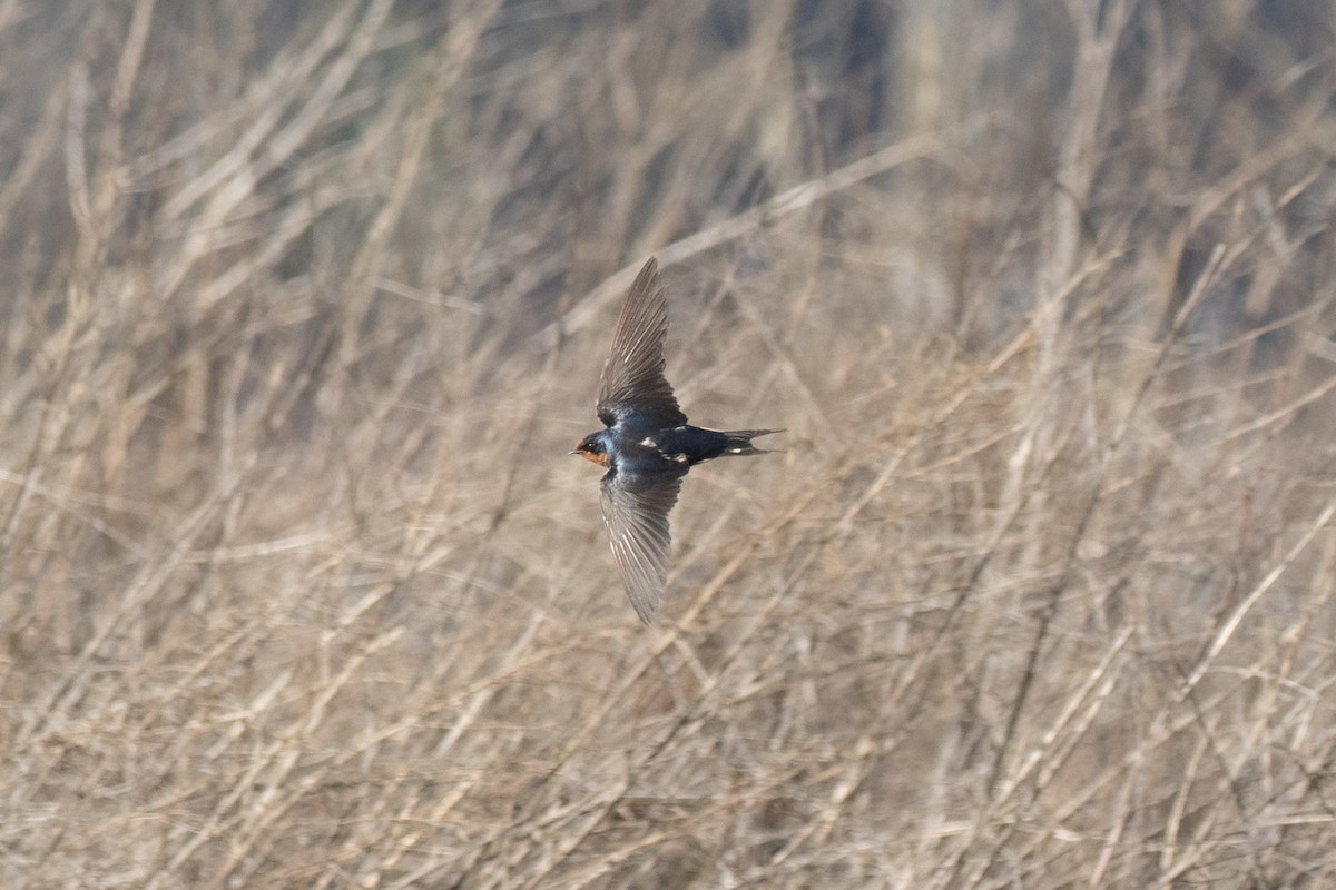 家燕(erythrogaster) - ML652941028