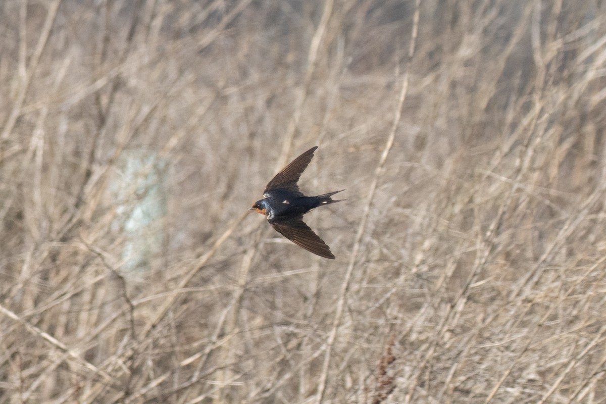 家燕(erythrogaster) - ML652941042