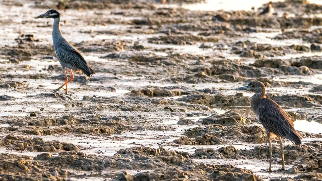 Yellow-crowned Night Heron - ML65294121