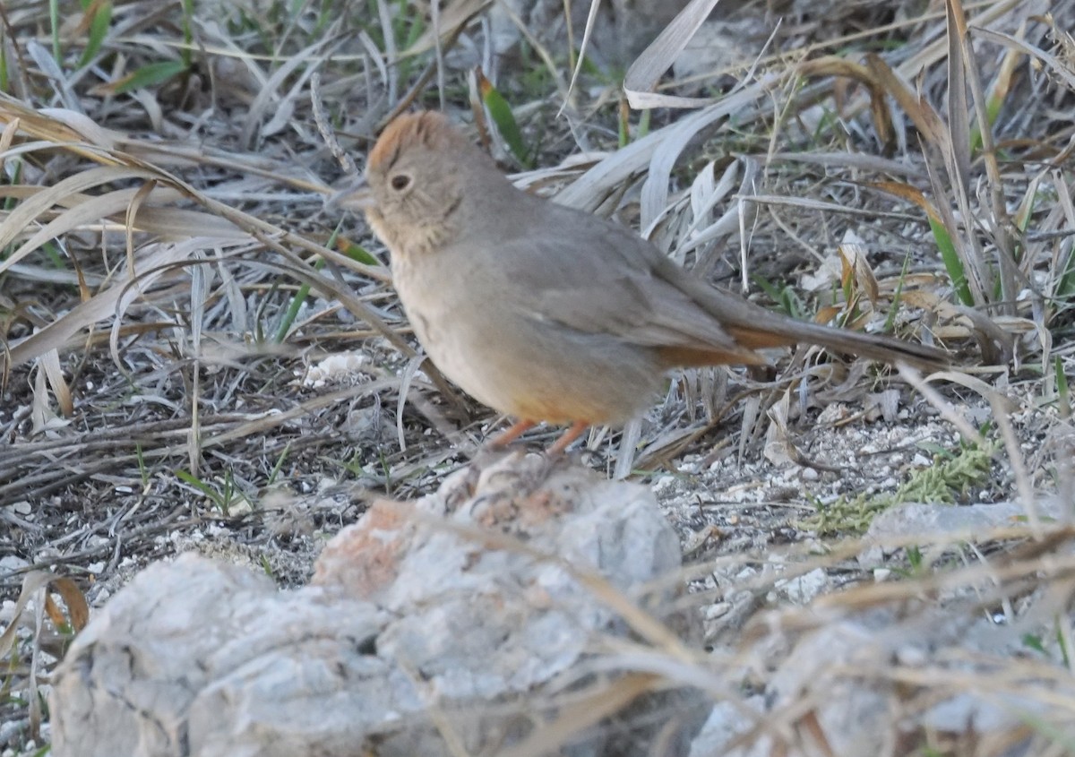 Canyon Towhee - ML652941339