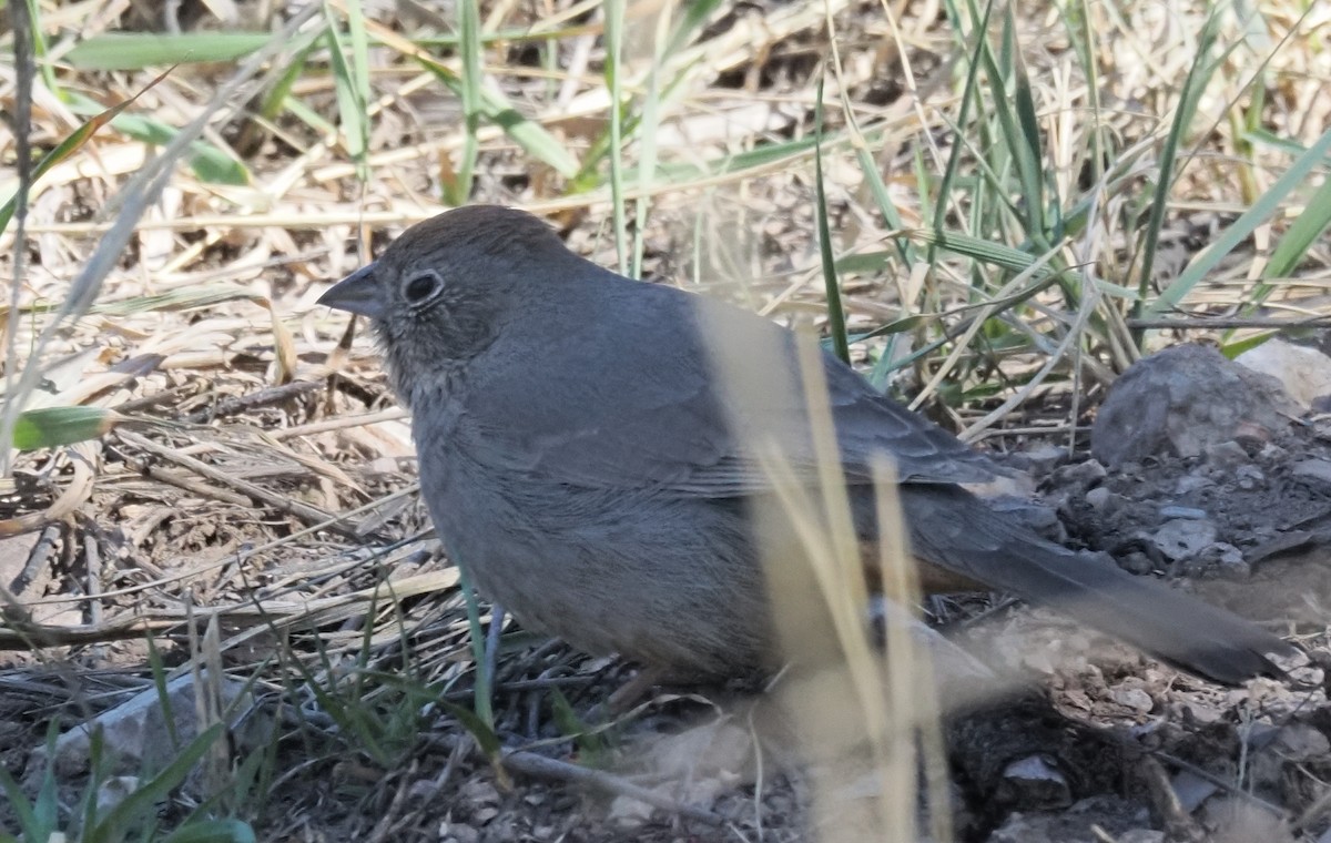 Canyon Towhee - ML652941340