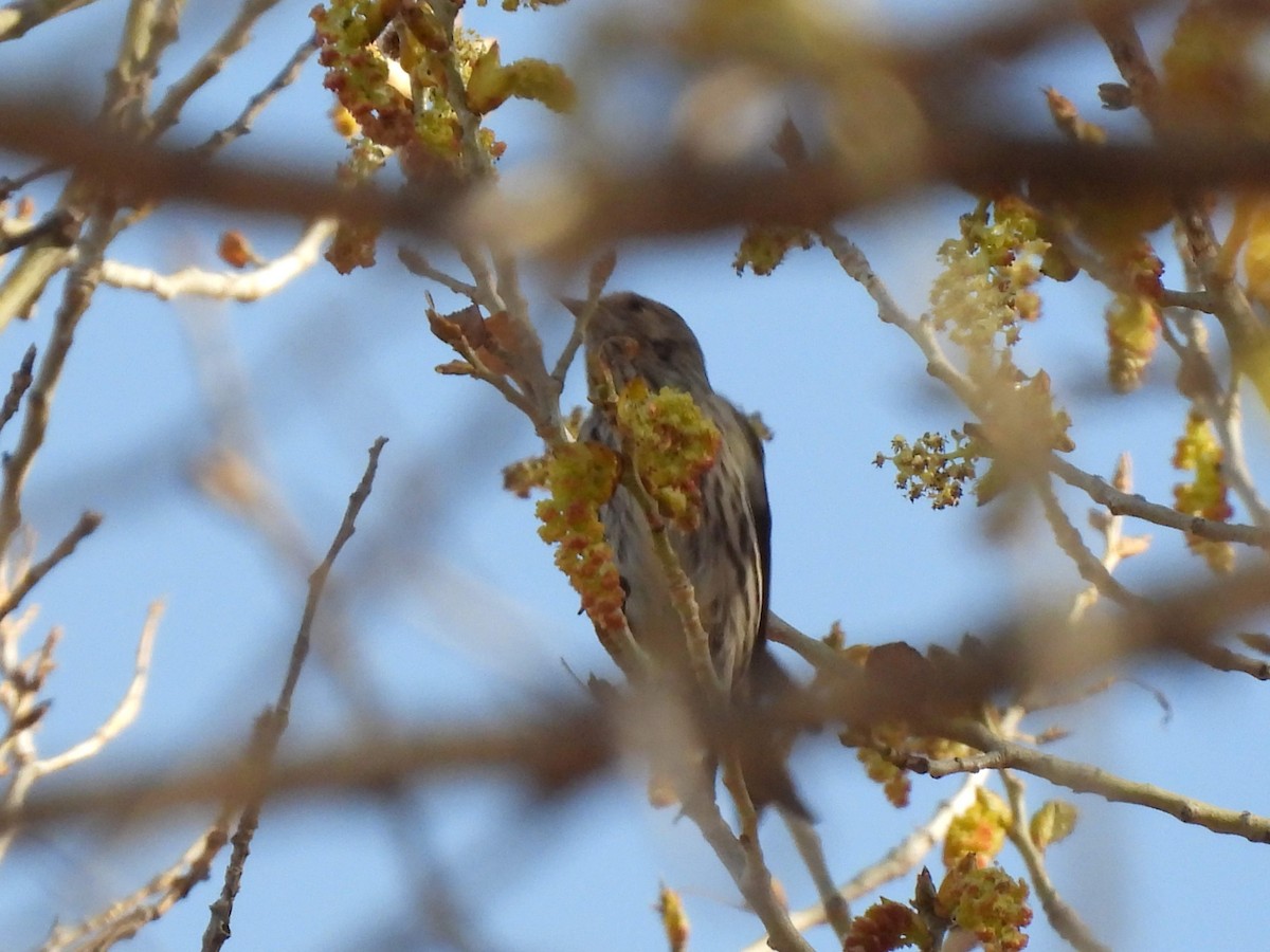 Pine Siskin - ML652941504
