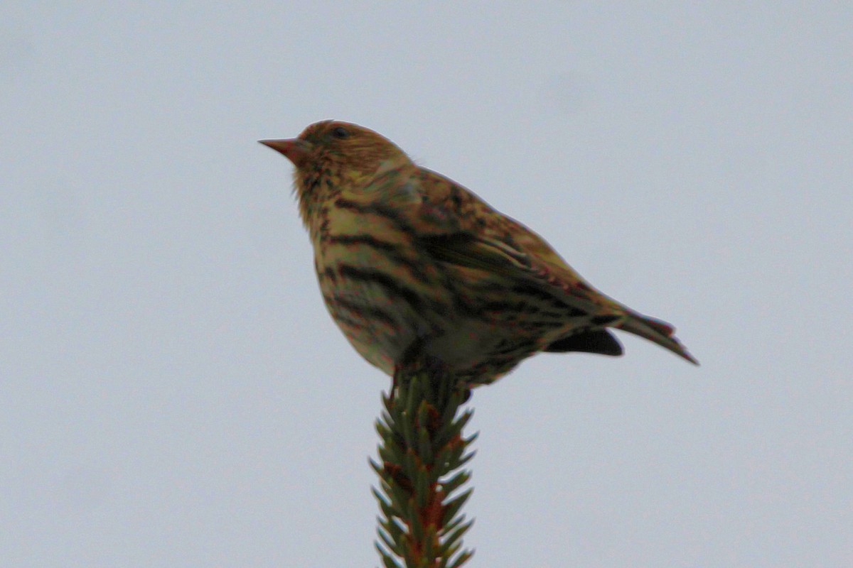 Pine Siskin - ML652942243