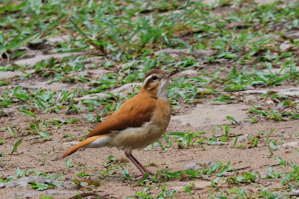 Sarı Bacaklı Çömlekçikuşu - ML652942245