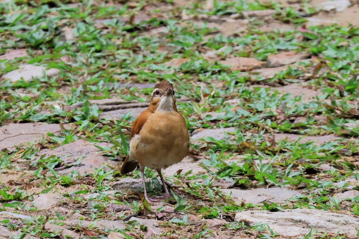 Sarı Bacaklı Çömlekçikuşu - ML652942246