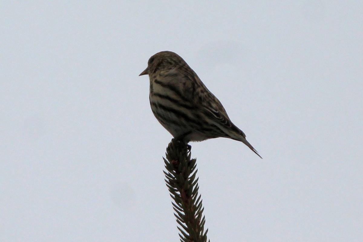 Pine Siskin - ML652942278